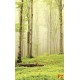 Photo mural view of forest trees in bright tones
