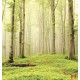 Photo mural view of forest trees in bright tones