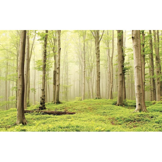 Photo mural view of forest trees in bright tones