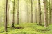 Photo mural view of forest trees in bright tones