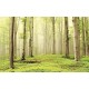 Photo mural view of forest trees in bright tones