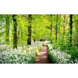 Photo mural green forest with a meadow of beautiful flowers
