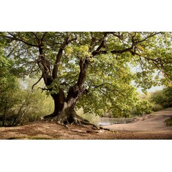 Photo mural majestic tree green color