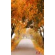Photo mural road with autumn crowns of trees Photo mural road with autumn crowns of trees