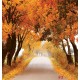 Photo mural road with autumn crowns of trees Photo mural road with autumn crowns of trees