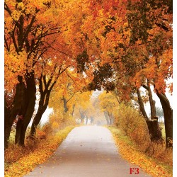 Photo mural road with autumn crowns of trees