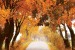 Photo mural road with autumn crowns of trees