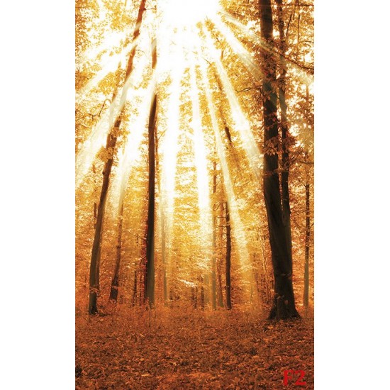 Wallpapers mural beautiful sunny forest Wallpapers mural beautiful sunny forest