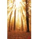 Wallpapers mural beautiful sunny forest Wallpapers mural beautiful sunny forest