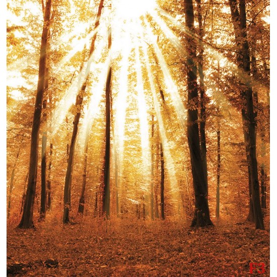 Wallpapers mural beautiful sunny forest Wallpapers mural beautiful sunny forest