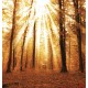 Wallpapers mural beautiful sunny forest Wallpapers mural beautiful sunny forest