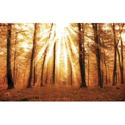 Wallpapers mural beautiful sunny forest Wallpapers mural beautiful sunny forest
