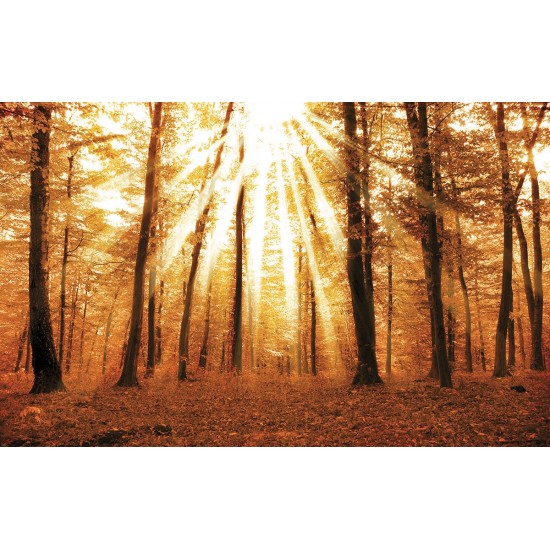 Wallpapers mural beautiful sunny forest Wallpapers mural beautiful sunny forest