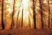 Wallpapers mural beautiful sunny forest