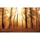 Wallpapers mural beautiful sunny forest Wallpapers mural beautiful sunny forest