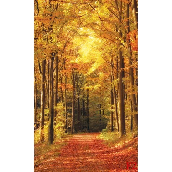Wallpapers mural autumn alley in the forest Wallpapers mural autumn alley in the forest