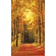 Wallpapers mural autumn alley in the forest Wallpapers mural autumn alley in the forest