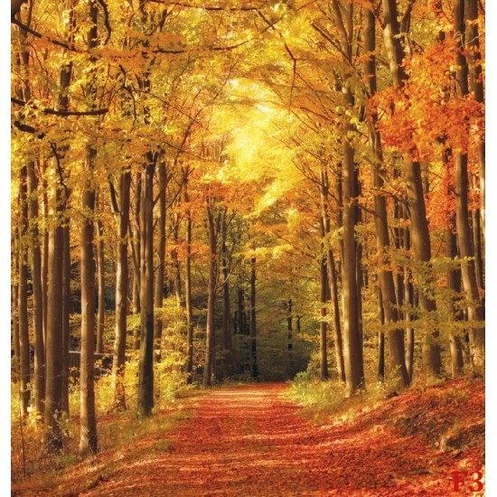 Wallpapers mural autumn alley in the forest Wallpapers mural autumn alley in the forest