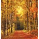 Wallpapers mural autumn alley in the forest Wallpapers mural autumn alley in the forest
