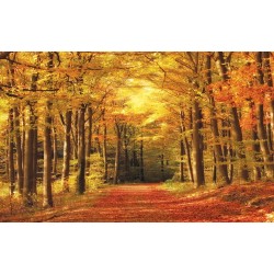 Wallpapers mural autumn alley in the forest Wallpapers mural autumn alley in the forest