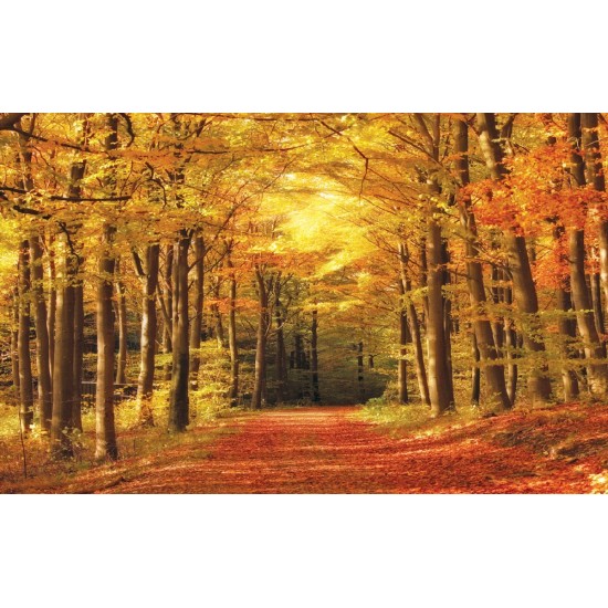 Wallpapers mural autumn alley in the forest Wallpapers mural autumn alley in the forest