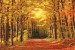 Wallpapers mural autumn alley in the forest