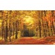 Wallpapers mural autumn alley in the forest Wallpapers mural autumn alley in the forest