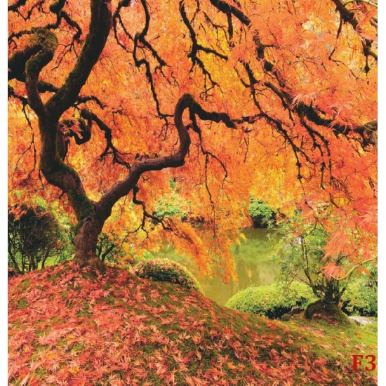 Wallpapers mural beautiful orange tree near a lake