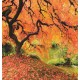 Wallpapers mural beautiful orange tree near a lake