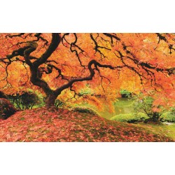 Wallpapers mural beautiful orange tree near a lake