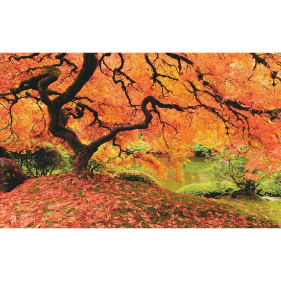 Wallpapers mural beautiful orange tree near a lake