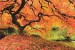 Wallpapers mural beautiful orange tree near a lake