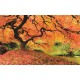 Wallpapers mural beautiful orange tree near a lake