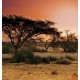 Wall mural sunset in Africa's savanna