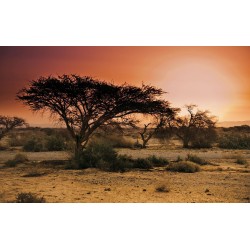 Wall mural sunset in Africa's savanna