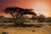 Wall mural sunset in Africa's savanna