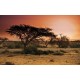 Wall mural sunset in Africa's savanna