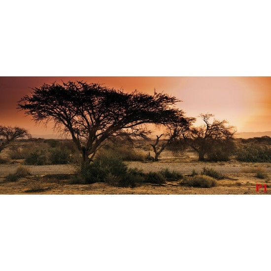 Wall mural sunset in Africa's savanna