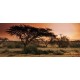 Wall mural sunset in Africa's savanna