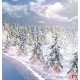 Wall mural winter landscape with pine trees
