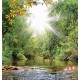 Wallpapers Beautiful landscape with a river in a forest and sunshine
