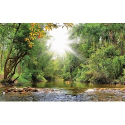 Wallpapers Beautiful landscape with a river in a forest and sunshine