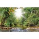 Wallpapers Beautiful landscape with a river in a forest and sunshine