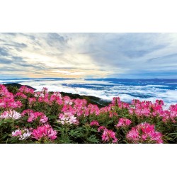 Photo mural panorama view pink flowers with clouds horizon