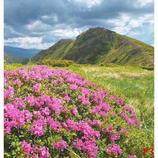 Wallpapers mural beautiful pink flowers on mountain background Wallpapers mural beautiful pink flowers on mountain background