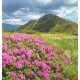 Wallpapers mural beautiful pink flowers on mountain background Wallpapers mural beautiful pink flowers on mountain background