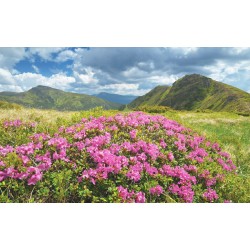 Wallpapers mural beautiful pink flowers on mountain background Wallpapers mural beautiful pink flowers on mountain background