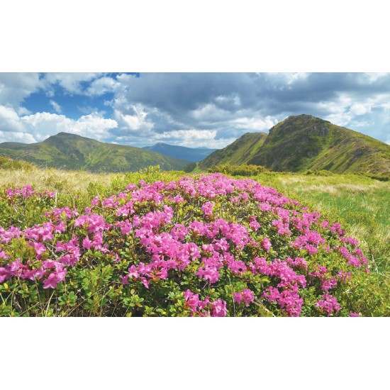 Wallpapers mural beautiful pink flowers on mountain background Wallpapers mural beautiful pink flowers on mountain background