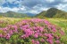 Wallpapers mural beautiful pink flowers on mountain background