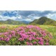 Wallpapers mural beautiful pink flowers on mountain background Wallpapers mural beautiful pink flowers on mountain background